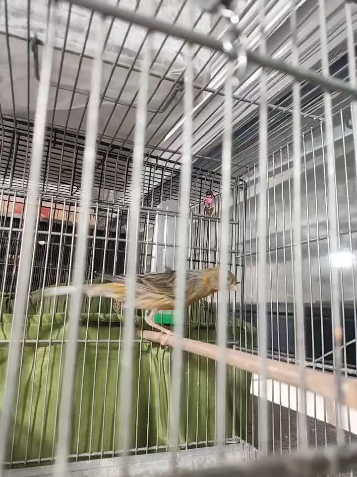 سهره قناری و دو عدد گلبسر|پرنده|تهران, جابری|دیوار