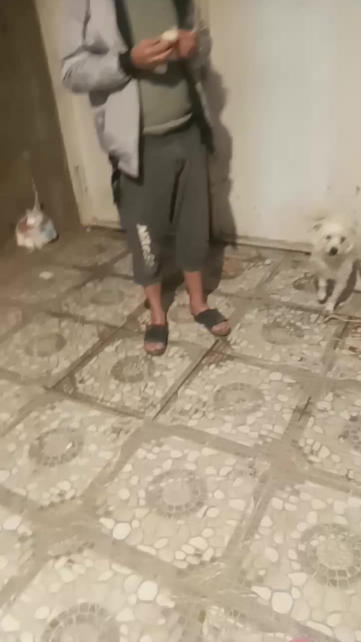 فروش سگ|سگ|کرمان, |دیوار