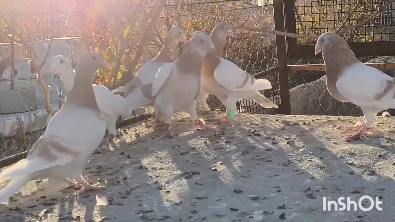 کبوتر|پرنده|شیراز, درکی|دیوار