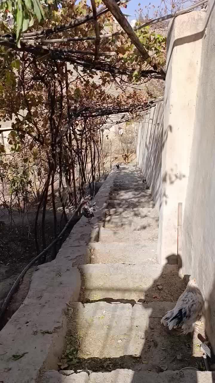 معاوضه ۳۰عددمرغ خروس گلین ۶ماهه بامرغ گلپایگانی|حیوانات مزرعه|رودهن, |دیوار