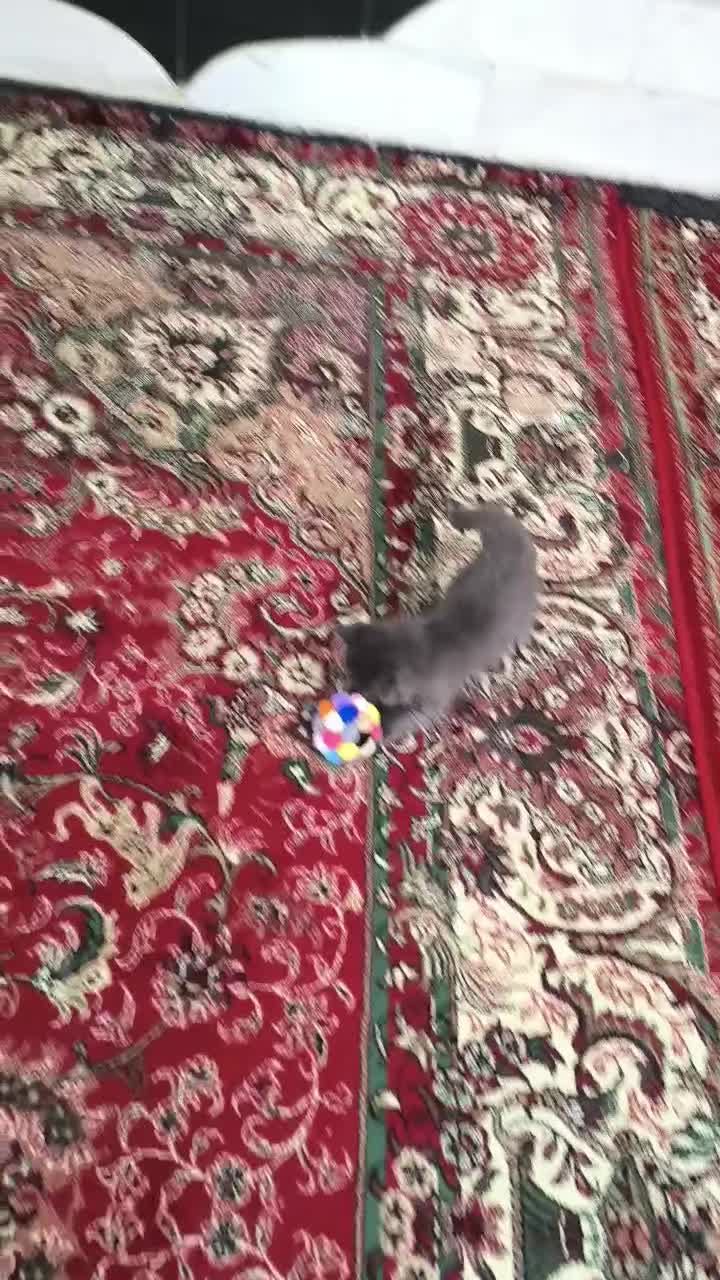 بچه‌گربه پرشین بلو نر|گربه|مرند, |دیوار