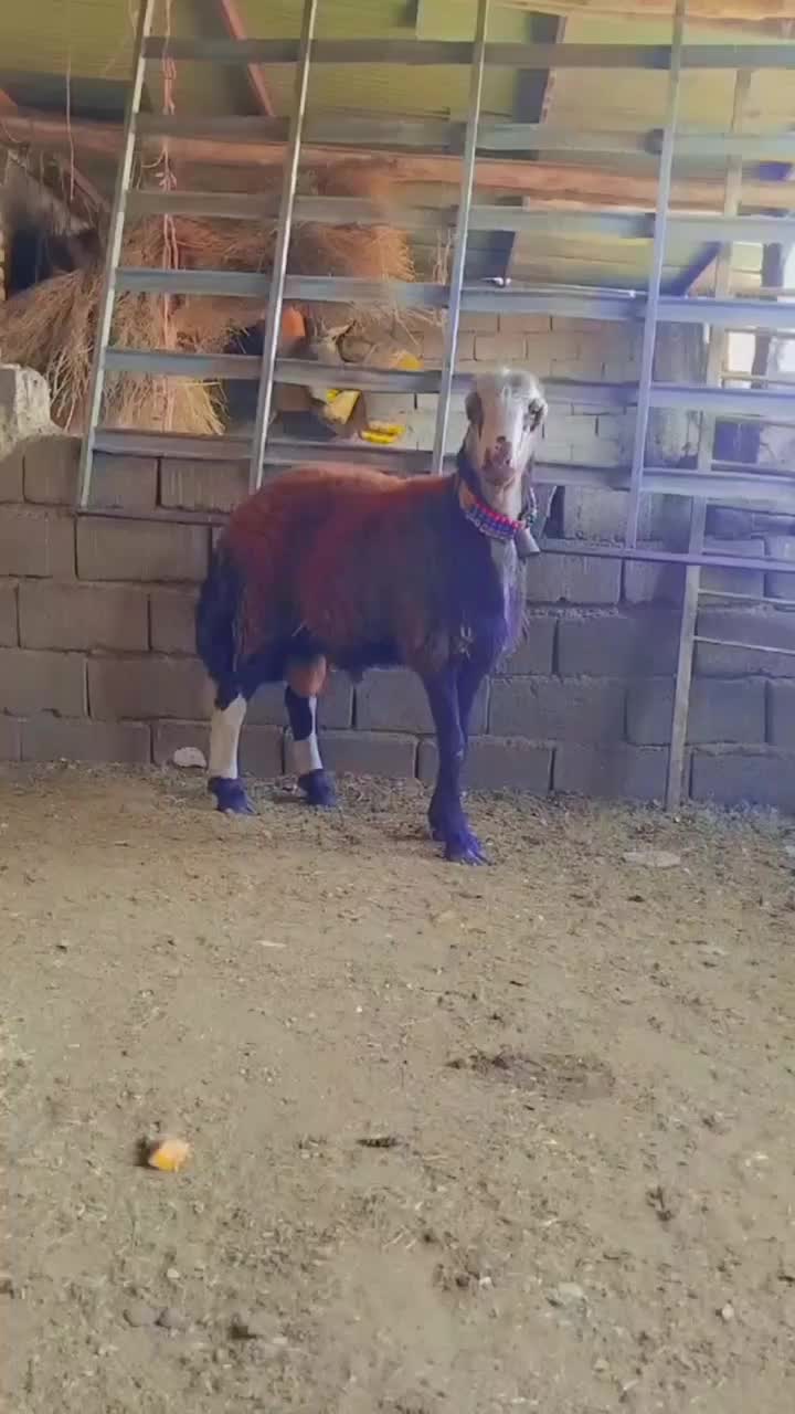 بره قوچی بی گوش|حیوانات مزرعه|نصر آباد, |دیوار