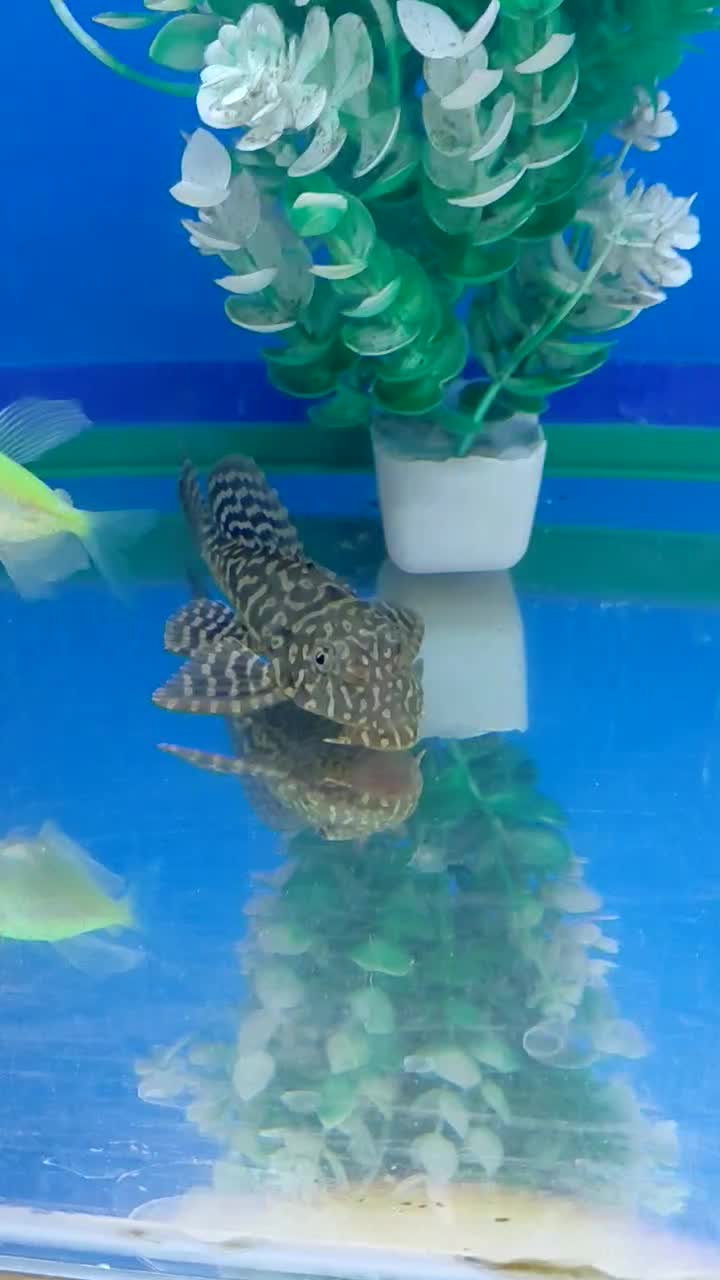 لجن خوار اسپرت|ماهی|سهند, |دیوار