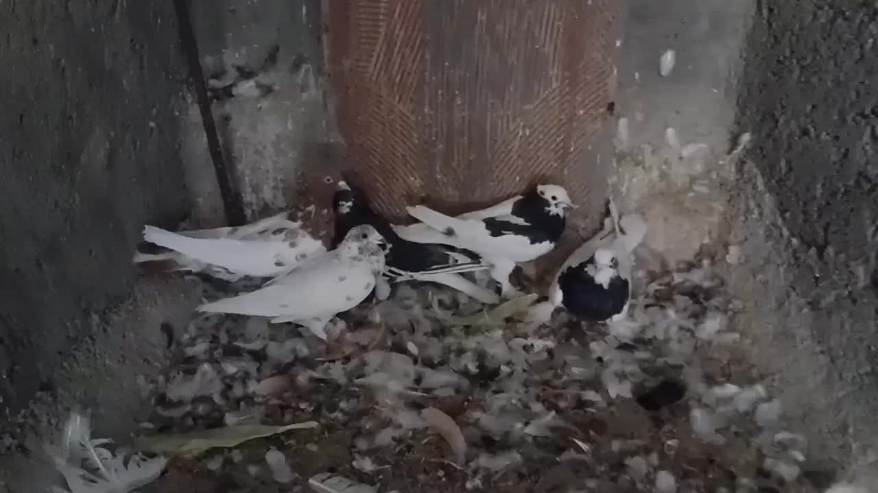 کفتر|پرنده|داراب, |دیوار