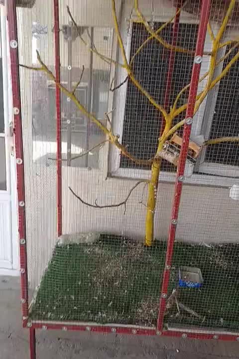 قفس|لوازم جانبی حیوانات|طارم, |دیوار