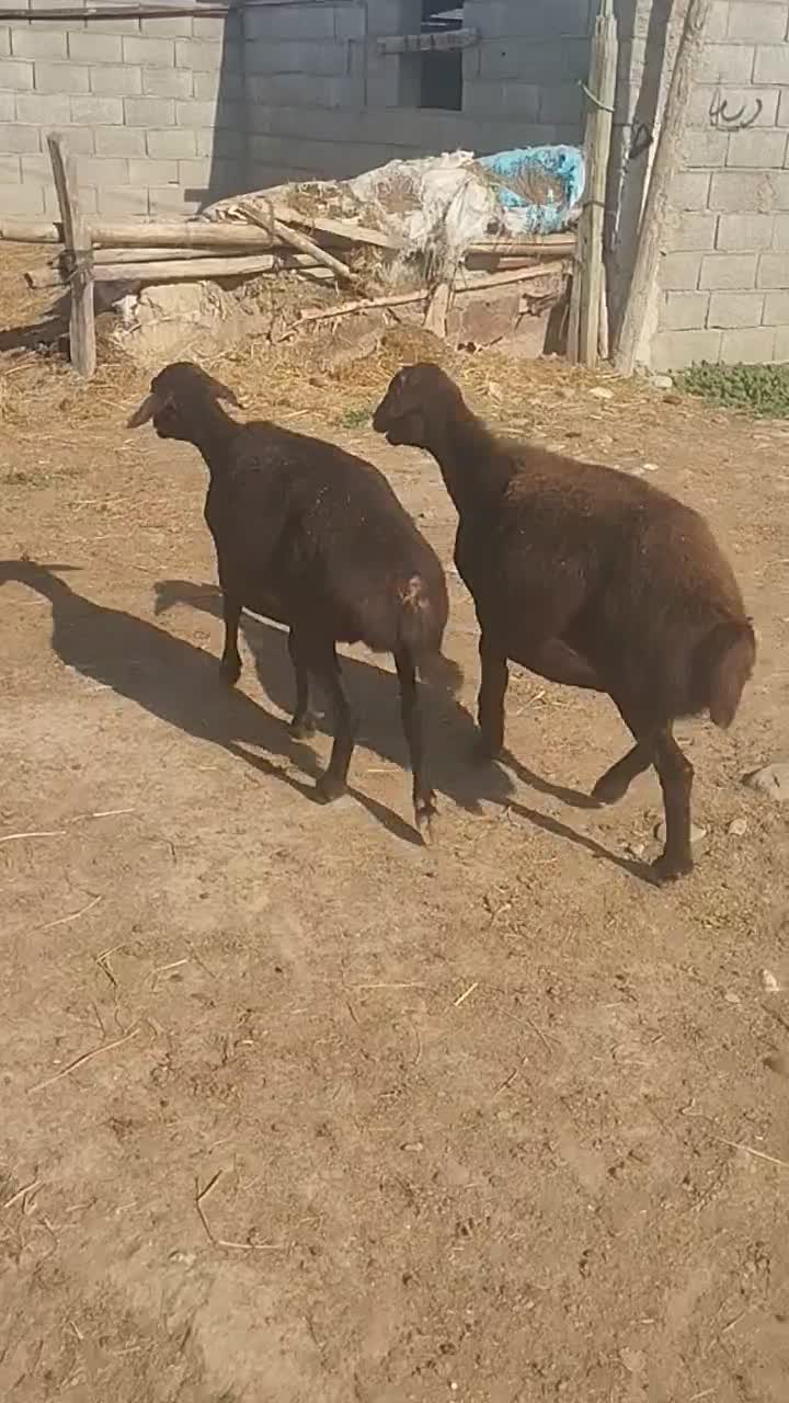 گوسفند|حیوانات مزرعه|سیمین شهر, |دیوار