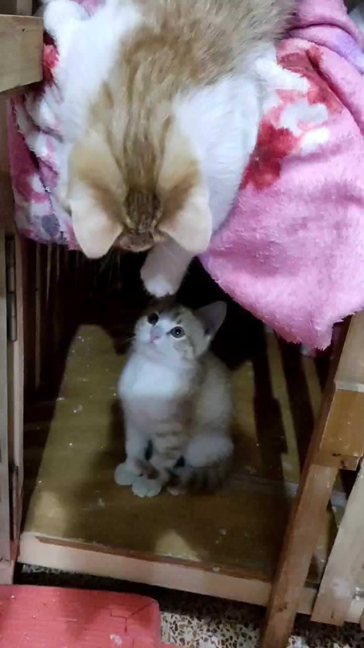 واگذاری بچه گربه|گربه|نجفآباد, بازار|دیوار