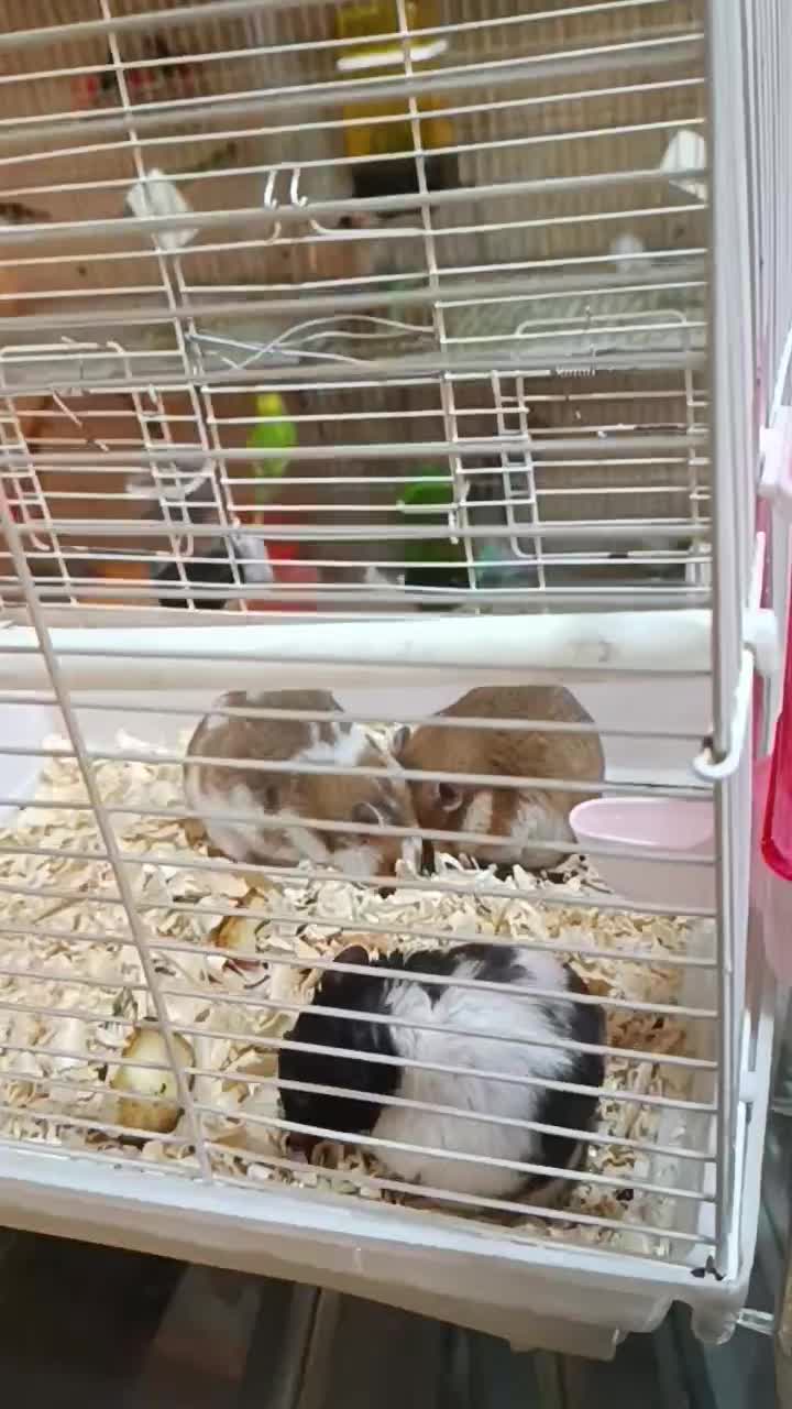 همستر دستی خانگی|موش و خرگوش|مشگین شهر, |دیوار