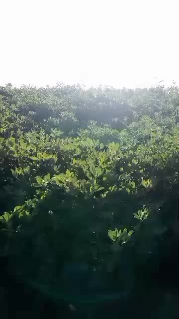 مخصوص منطقه گرم سیر و کشاورزان حرفه ی|خدمات باغبانی و درختکاری|دوگنبدان, |دیوار