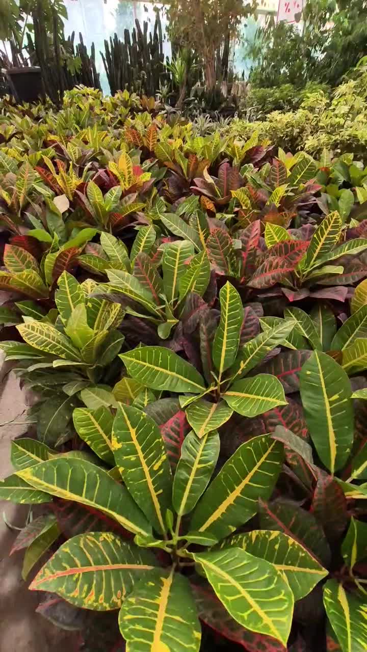 گل کروتن،قیمت تولیدی،گلخانه من|گل و گیاه طبیعی|بیرجند, |دیوار