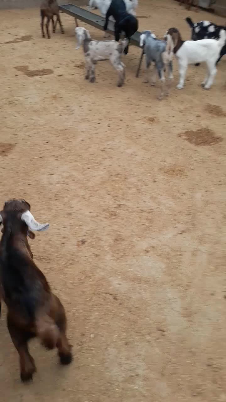 بزو بزغاله فروش|حیوانات مزرعه|آبدانان, |دیوار