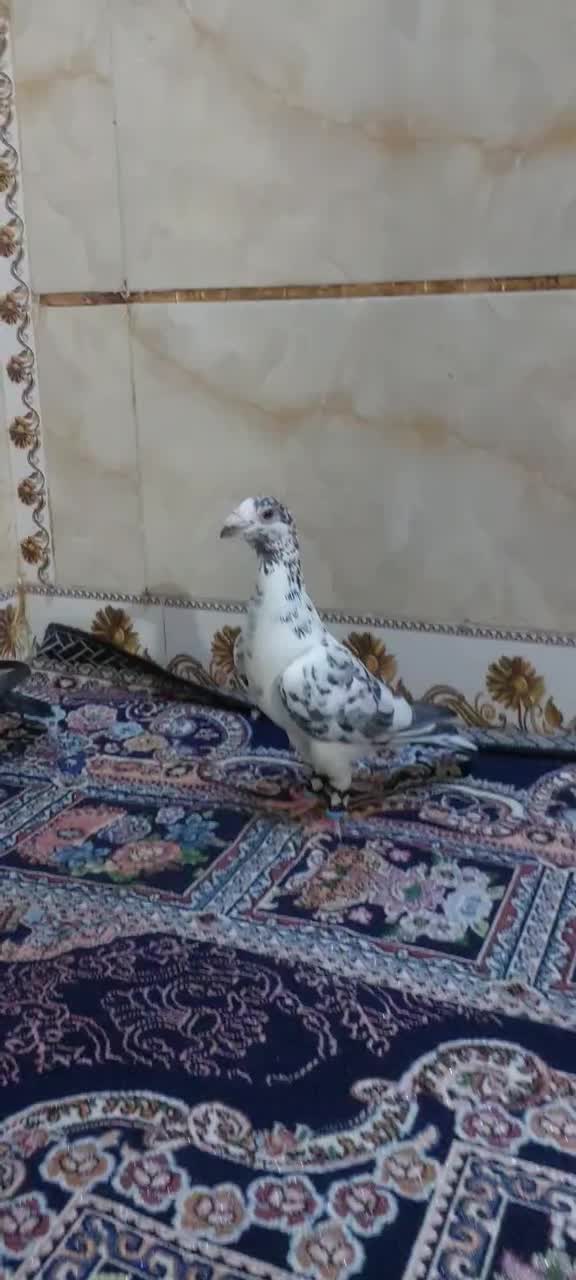 گلی بزک هر دو نر|پرنده|شیراز, شیخ علی چوپان|دیوار