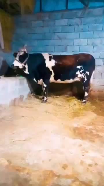 گاو سیمینتال ۷ماه حامله|حیوانات مزرعه|لاهیجان, بازکیاگوراب|دیوار