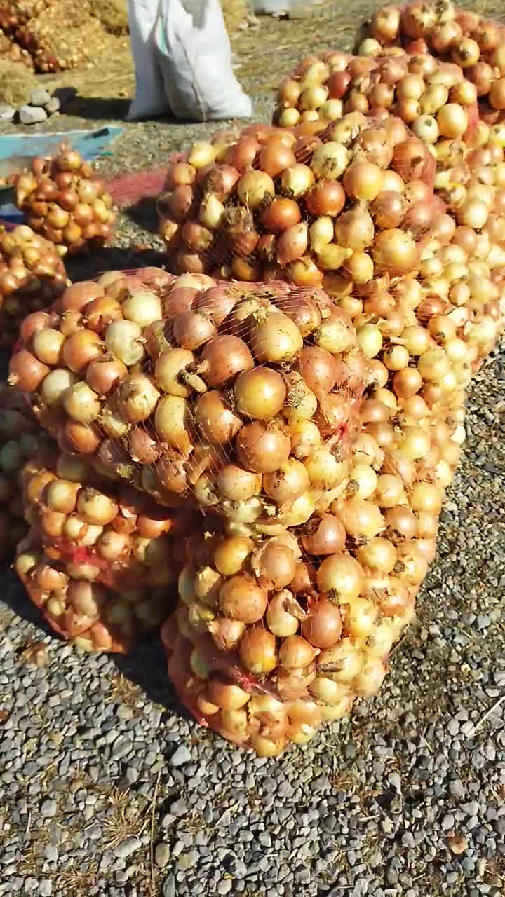 پیاز زرد|حراج|قلعه نو, |دیوار