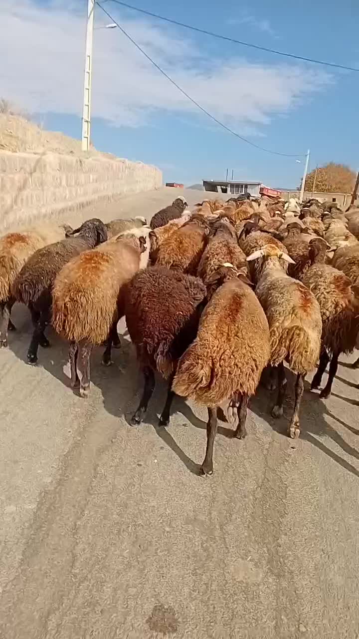 میش و بره گوسفند آبستن سنگین جوان با۴راس بره|حیوانات مزرعه|کرمانشاه, |دیوار