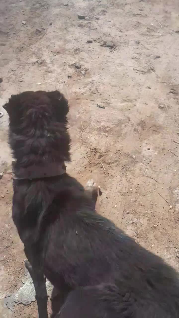 وگذار توله افغان نژاد خالص|سگ|جنگل, |دیوار