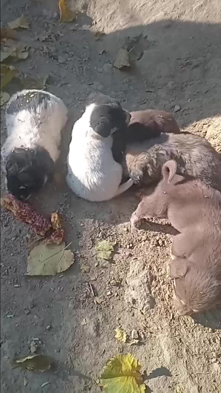 پاکوتاه|سگ|چناران, |دیوار