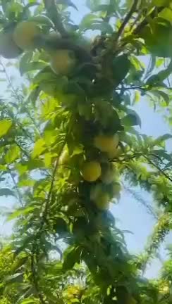 کودهای کاملا ارگانیک کروا|خدمات باغبانی و درختکاری|تهران, تهرانپارس غربی|دیوار