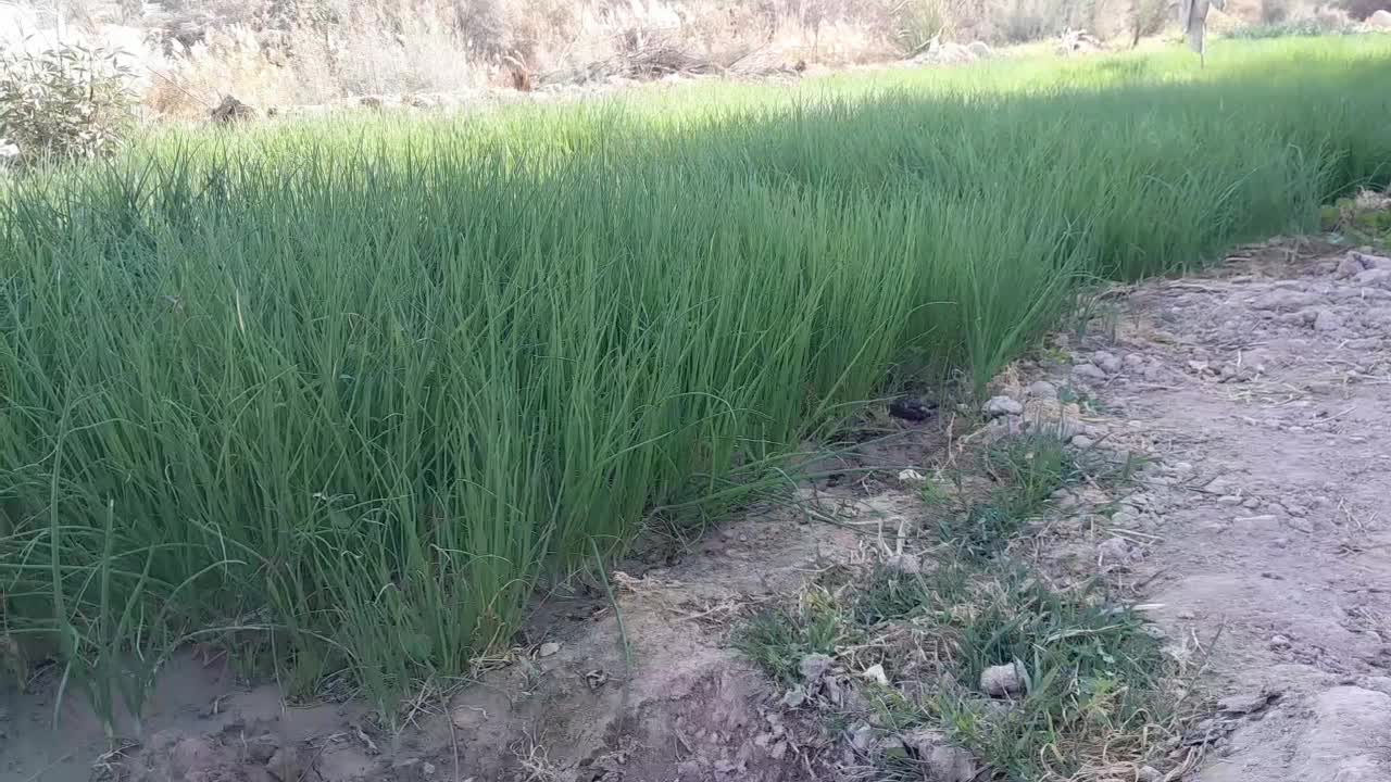 نشا پیاز تشون،تیم پیاز|خدمات باغبانی و درختکاری|بهبهان, |دیوار