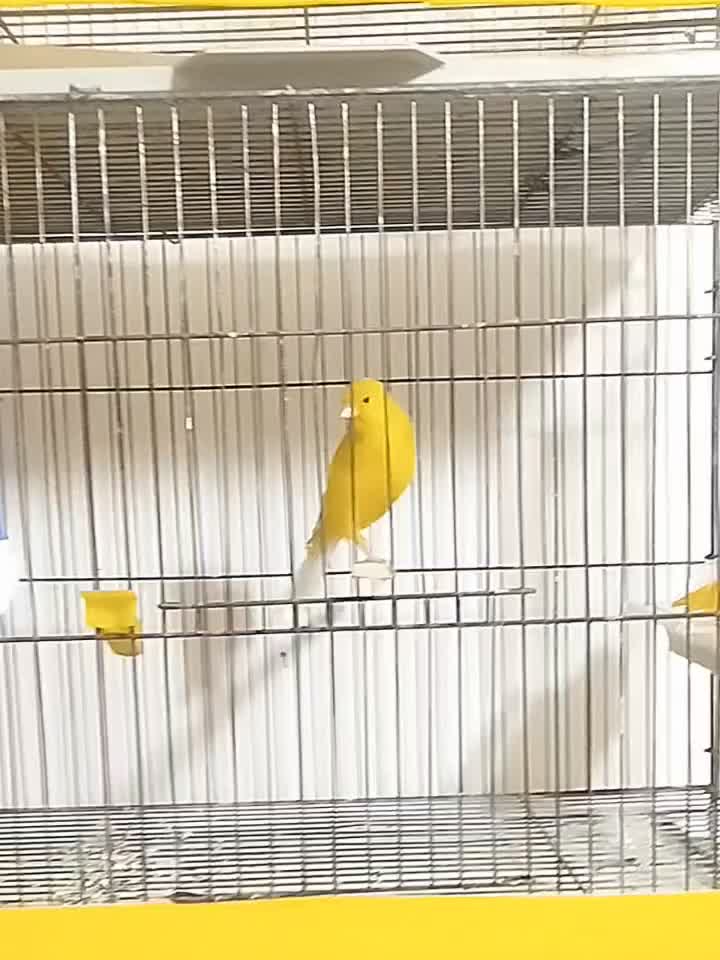 قناری رسمی بلند|پرنده|اهواز, شهرک الهیه|دیوار