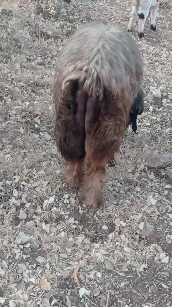 نرمیش|حیوانات مزرعه|صمصامی, |دیوار