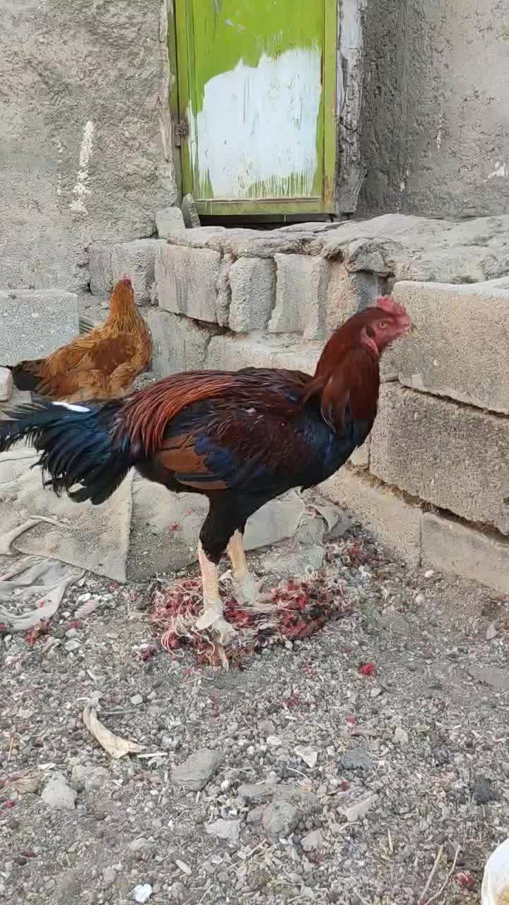 خروس لاری|حیوانات مزرعه|هشتگرد, سیف آباد|دیوار