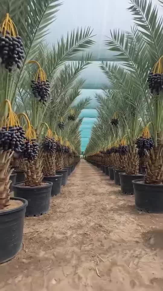 خرید انواع نخل خرما 10عدد بالا جاگذین برحی وسائر|خدمات باغبانی و درختکاری|اهواز, اسماعیلیه|دیوار
