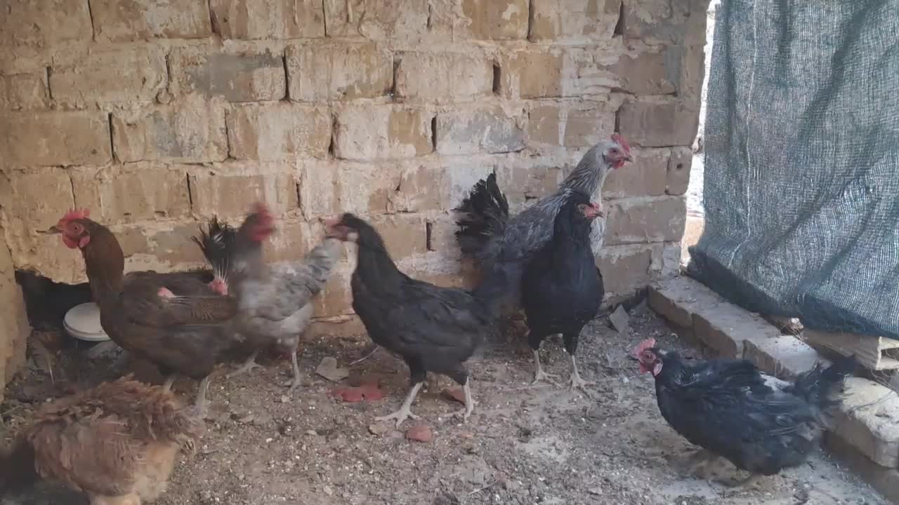 مرغ خانگی|حیوانات مزرعه|اردکان, |دیوار