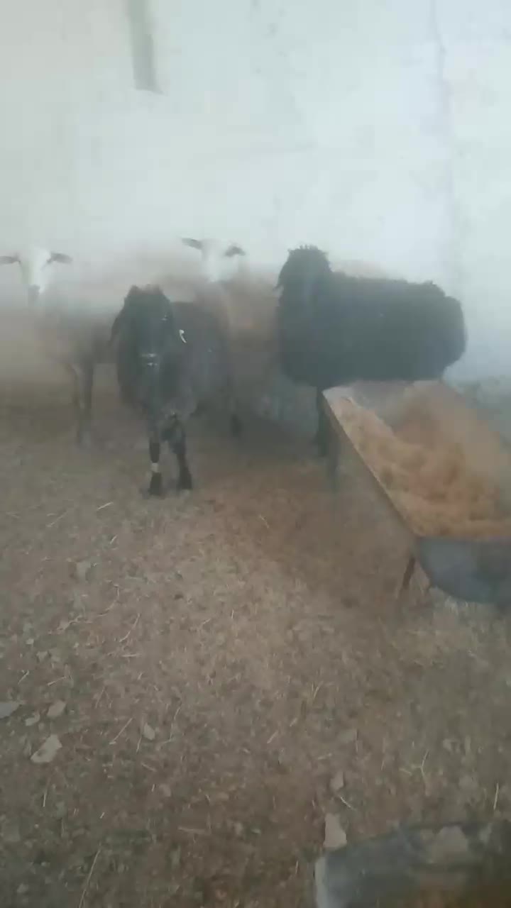 میش لاکن|حیوانات مزرعه|فردوس (خراسان), |دیوار