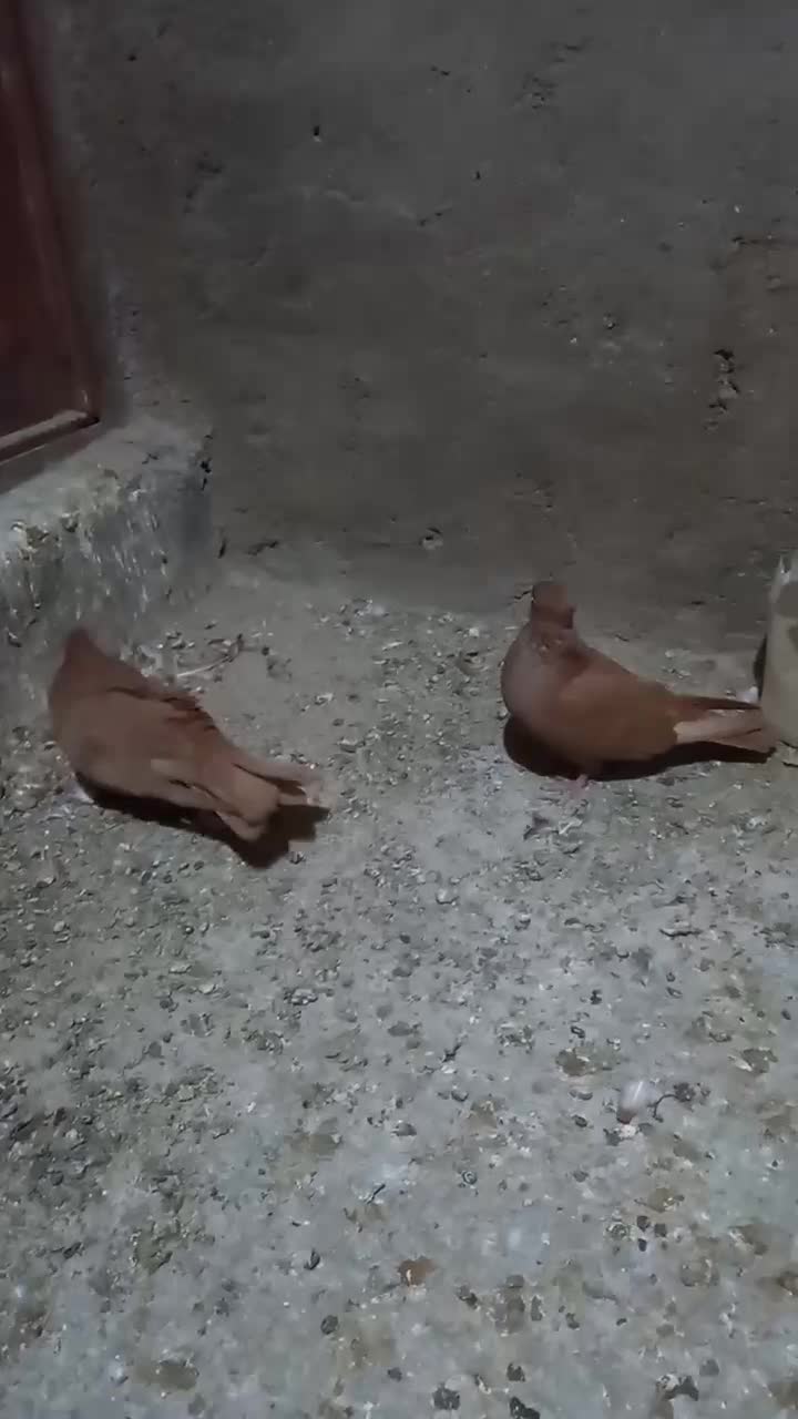 زرد|پرنده|بروجرد, |دیوار