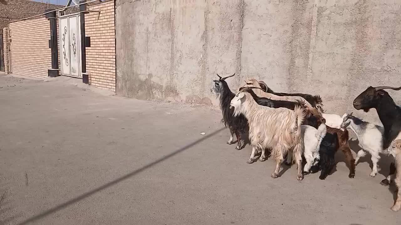 ۷رس بز|حیوانات مزرعه|جوادآباد, |دیوار