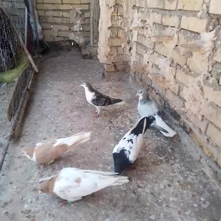 کفتر|پرنده|رادکان, |دیوار