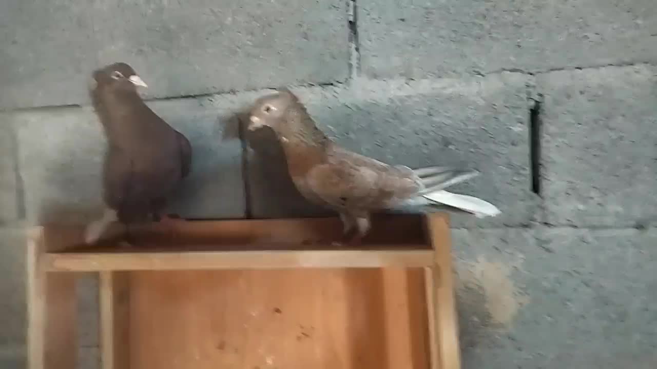 جفت دم سفید دم تخم|پرنده|بیرجند, |دیوار