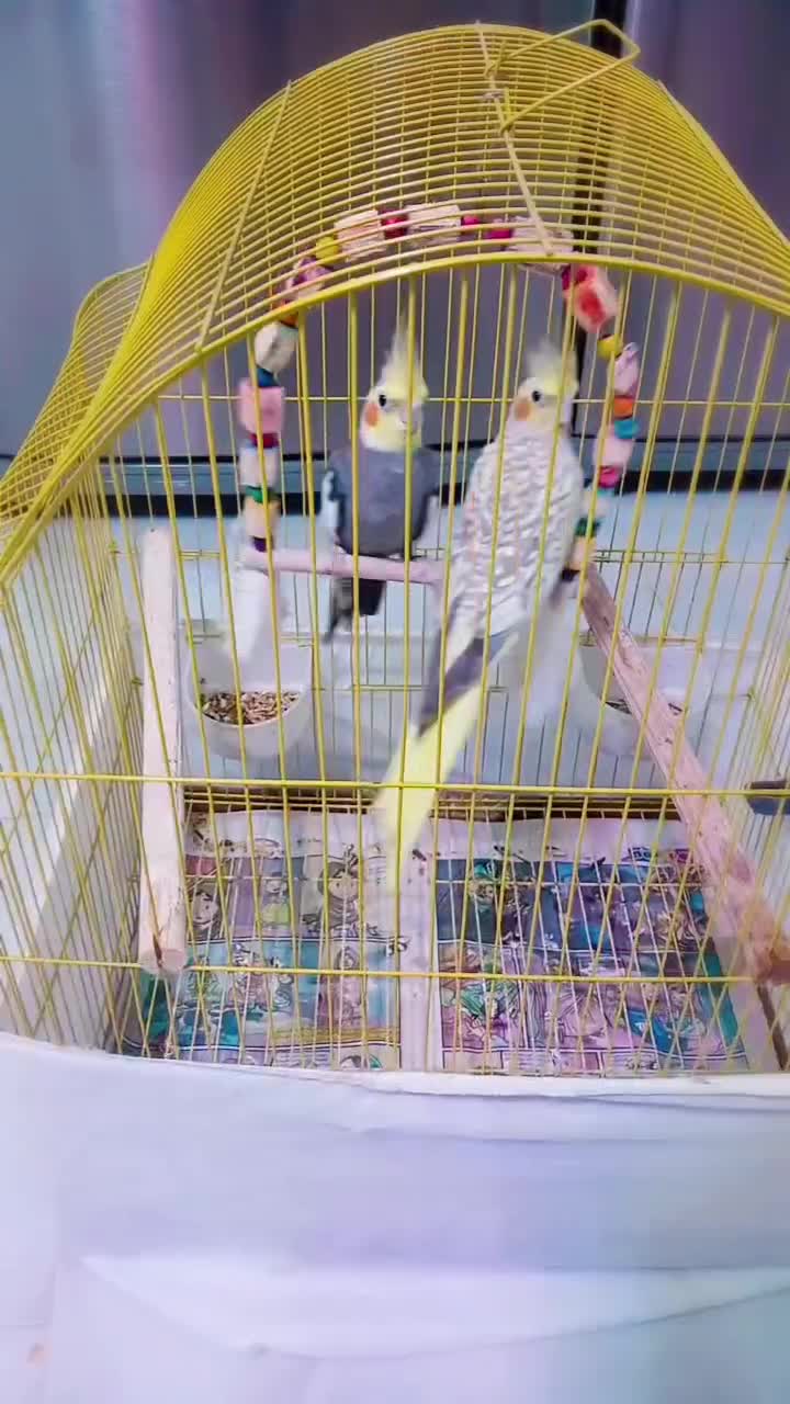 عروس هلندی|پرنده|رودبنه, |دیوار