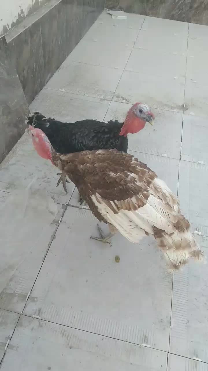 بوقلمون برنز و بوربون|حیوانات مزرعه|جهرم, |دیوار