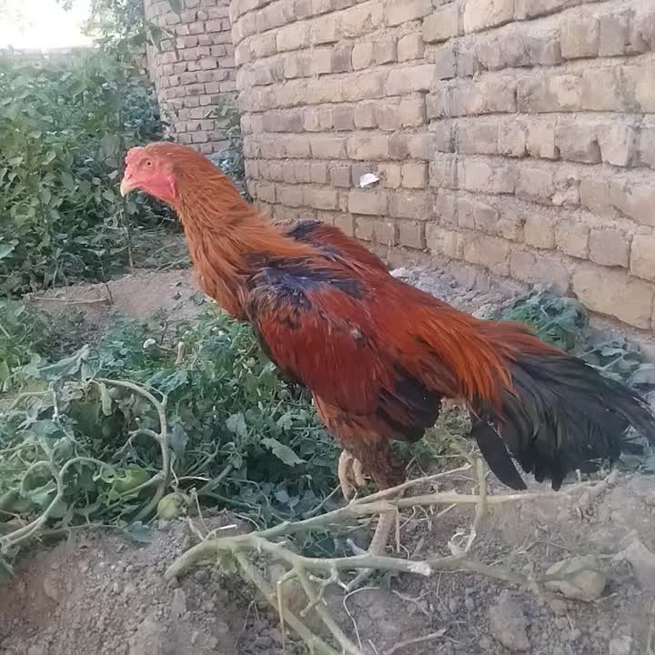 خروس لاری  اصل|حیوانات مزرعه|ارومیه, |دیوار