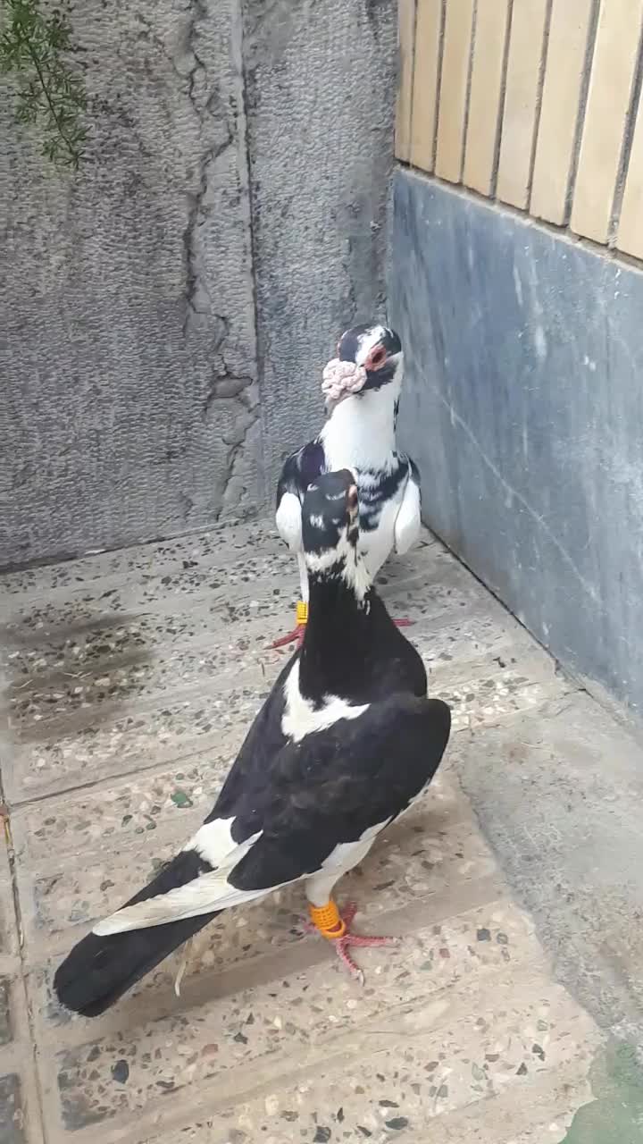 پلنگی|پرنده|گنبد کاووس, |دیوار