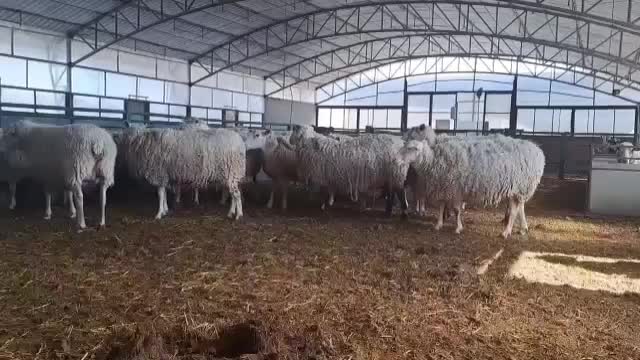 گوسفند چند قلوزای رومن فرانسوی|حیوانات مزرعه|تهران, استاد معین|دیوار