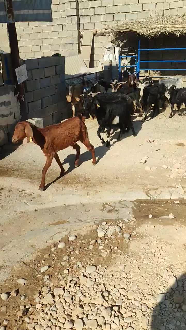 بز ارزوون|حیوانات مزرعه|بهبهان, |دیوار