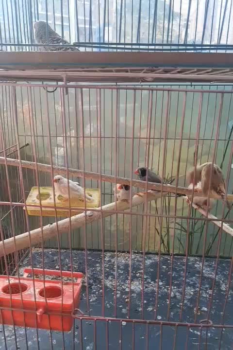 عروس  هلندی نر ماده به شرت تخم جوجه  فنج مرغ عشق|پرنده|پاکدشت, خاتون آباد|دیوار