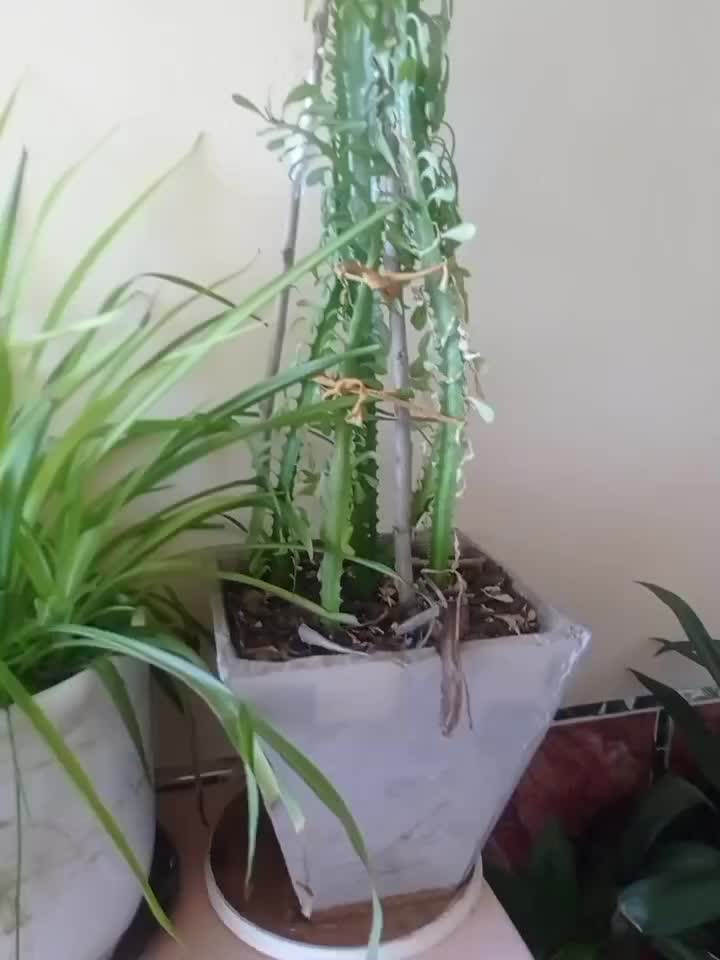 باسلام حدود پنجاه عدد گل تزیینی یا آپارتمانی|گل و گیاه طبیعی|بیضا, |دیوار