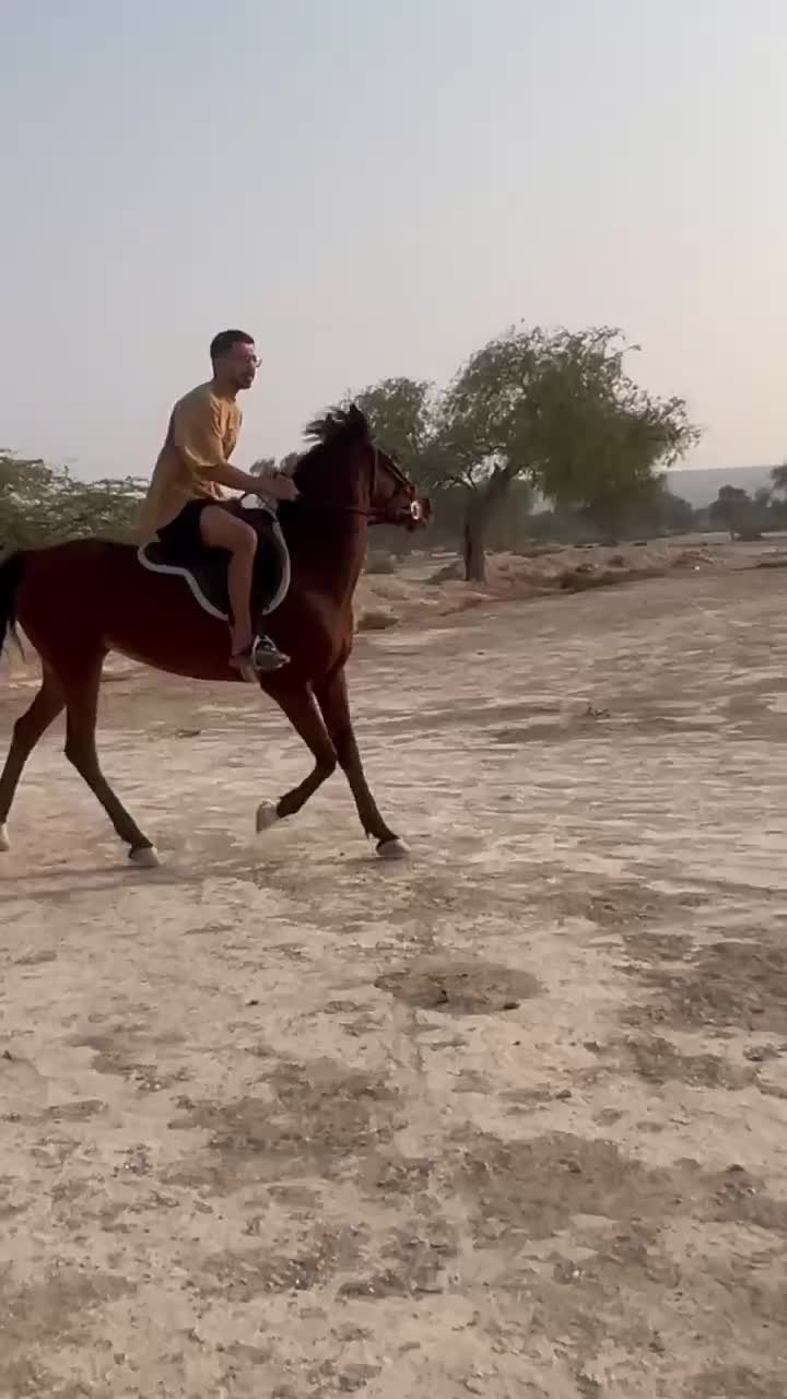 اسب|اسب و تجهیزات اسب‌سواری|کوشکنار, |دیوار