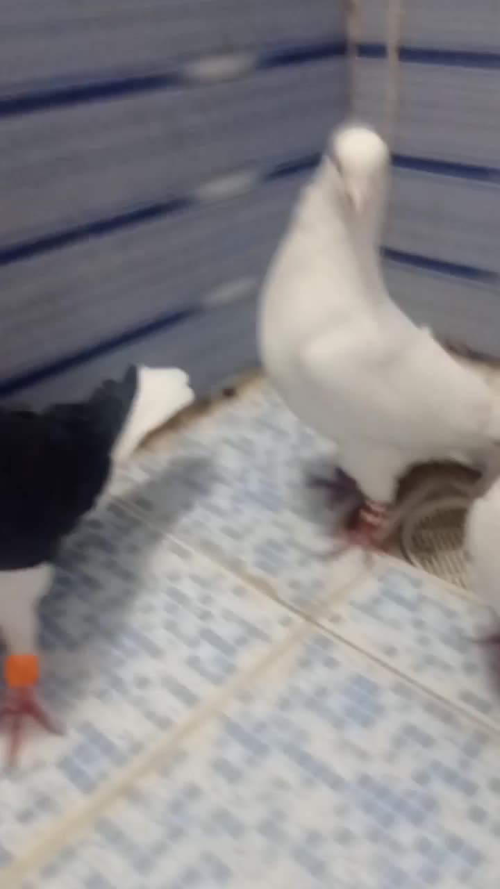 کبوتر|پرنده|نیشابور, فردوسی جنوبی|دیوار