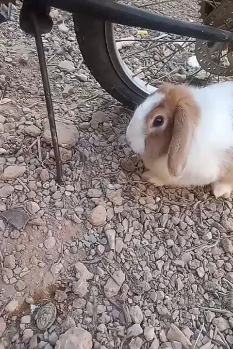 خرگوش مینی لپ|موش و خرگوش|اردکان, |دیوار