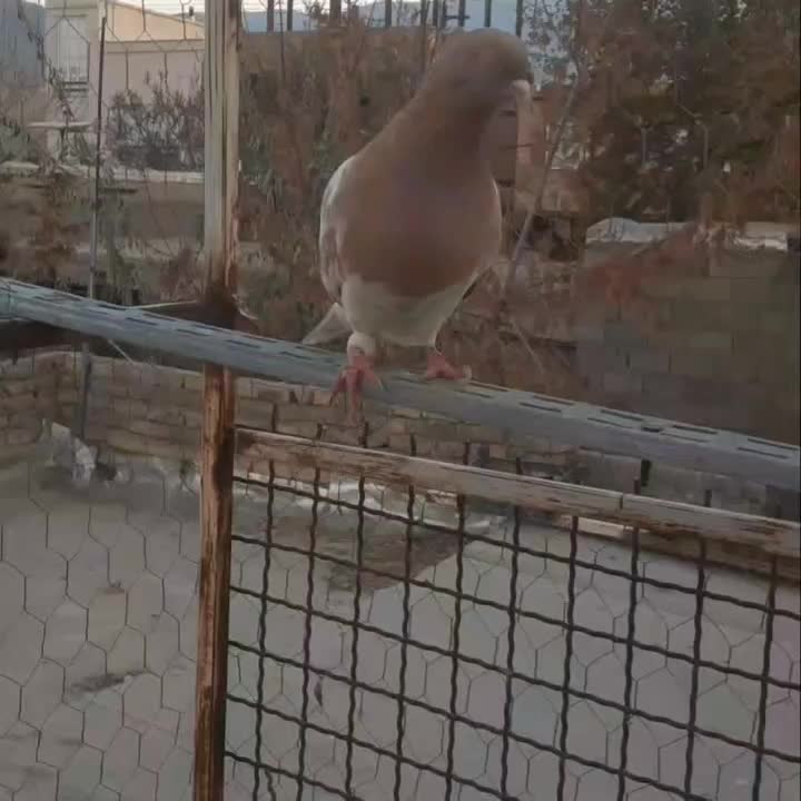 چنتا کبوتر مقبول|پرنده|بجنورد, |دیوار