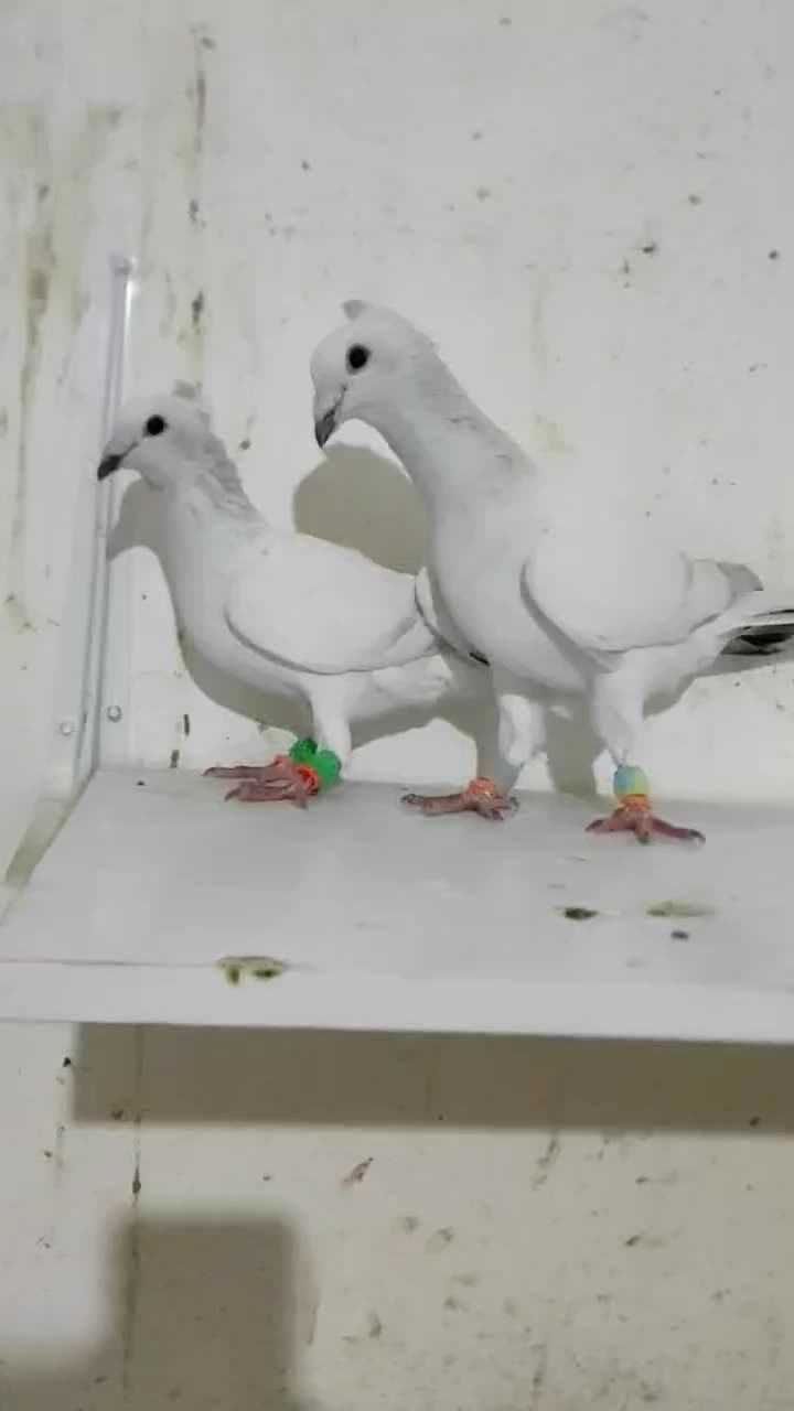 نرهفترنگ کاکلی کرمونی|پرنده|فرح دشت, |دیوار