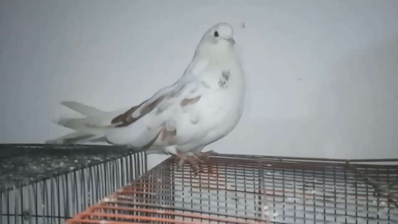 کبوتر اصفهانی|پرنده|اصفهان, پوریای ولی|دیوار