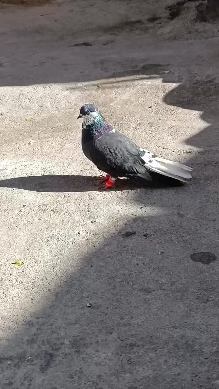 جفت قارایی دم سفید|پرنده|شهرکرد, |دیوار