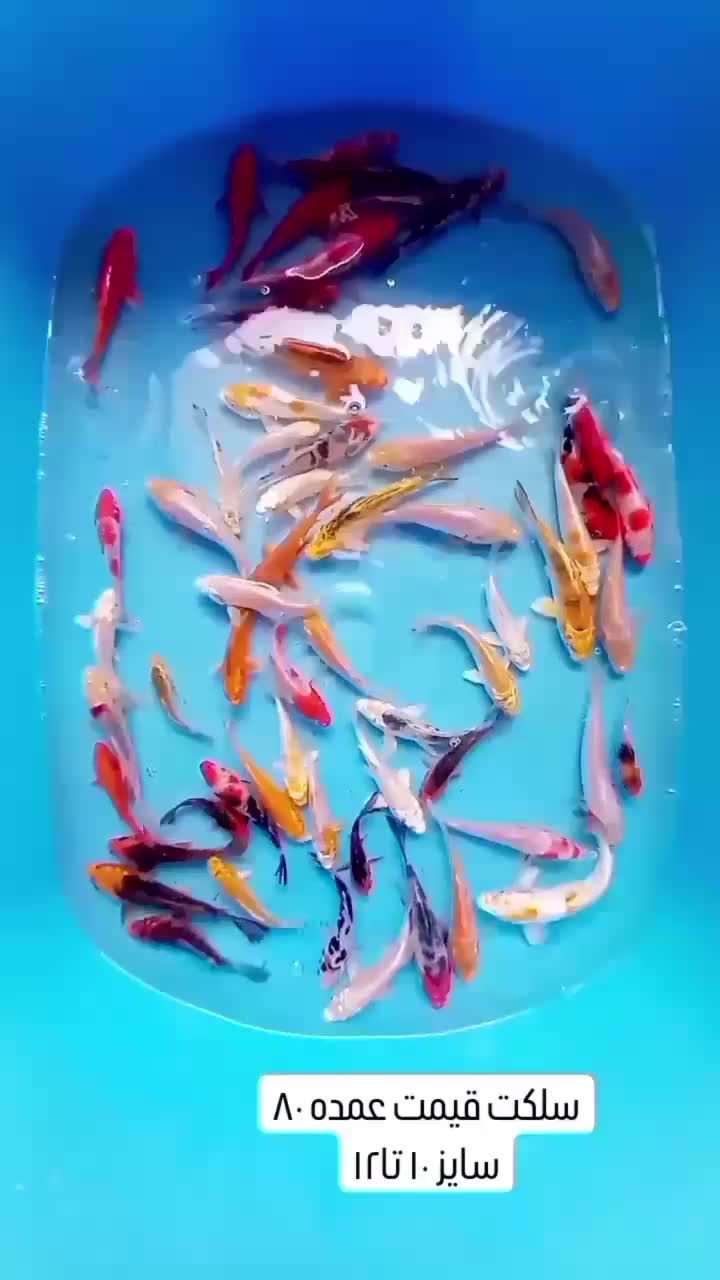 ماهی قرمز گلدفیش رنچو کالیکو ماهی کوی|ماهی|تهران, اسکندری|دیوار