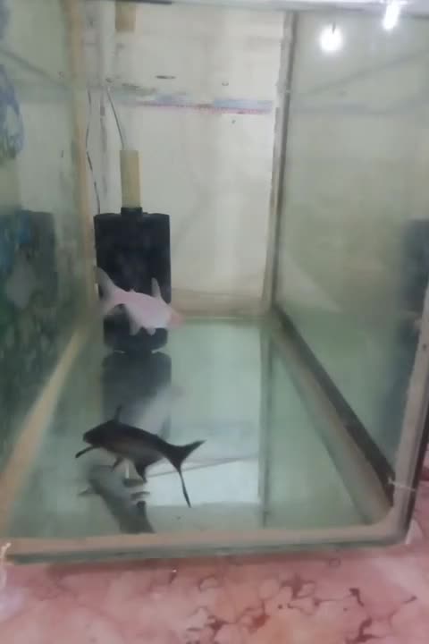 آکواریو و پن کوسه (فوری)|ماهی|بافت, |دیوار